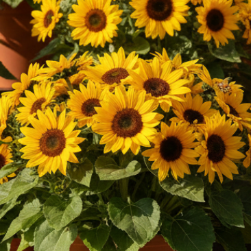 Big Smile Sunflower dwarf variety with bright yellow flowers in small pot on windowsill