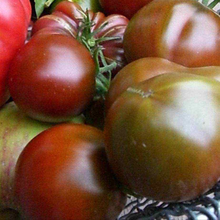 Dusky-red Black Prince Heirloom tomatoes with deep mahogany tints, showcasing their smooth texture and medium size.