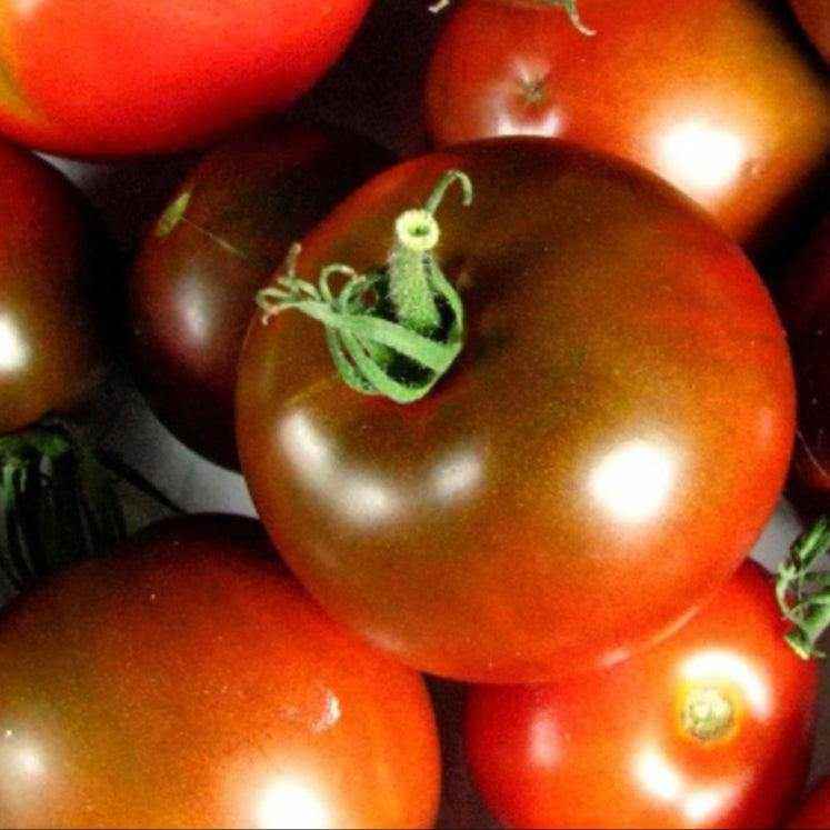 Heirloom Black Prince tomatoes with deep reddish-brown skin and green shoulders.