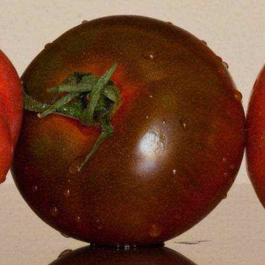 Black Prince Heirloom Tomato with deep dusky-red skin and green shoulders.