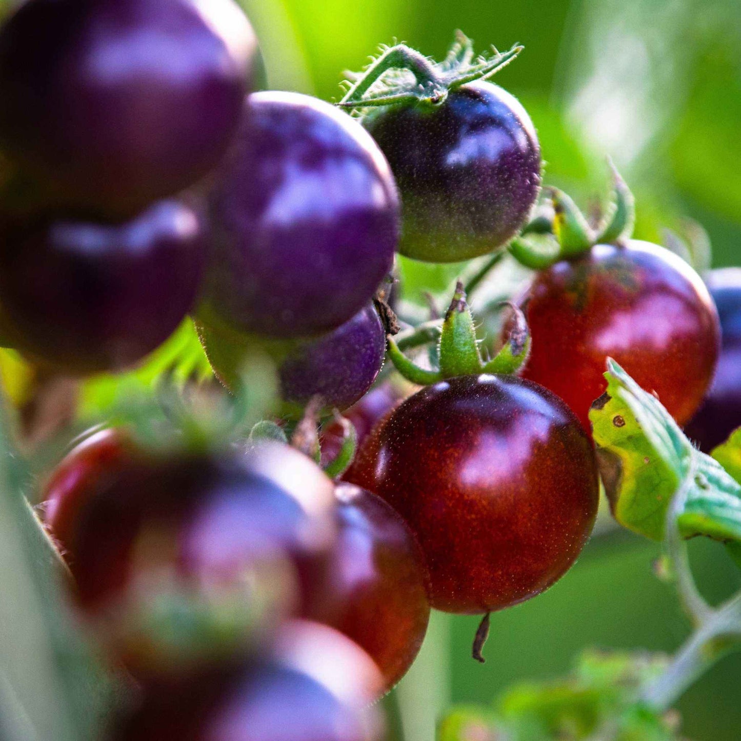 Blueberry Cherry Tomato with purple-blue shoulders and red bottoms on the vine.