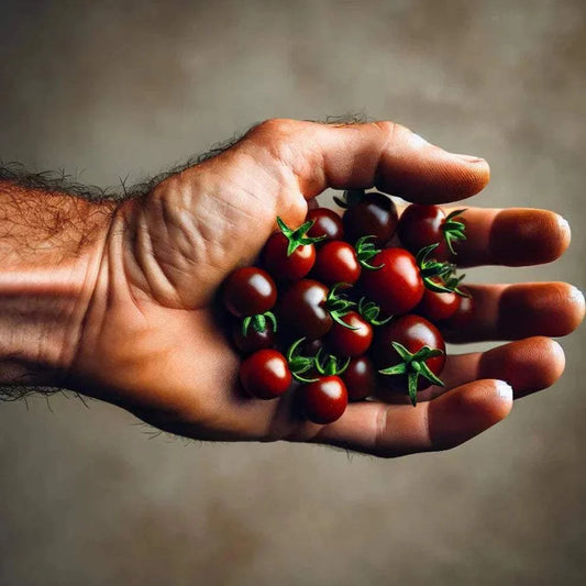 Blueberry Cherry Tomato in hand showing deep purple-blue shoulders and rich red bottoms.