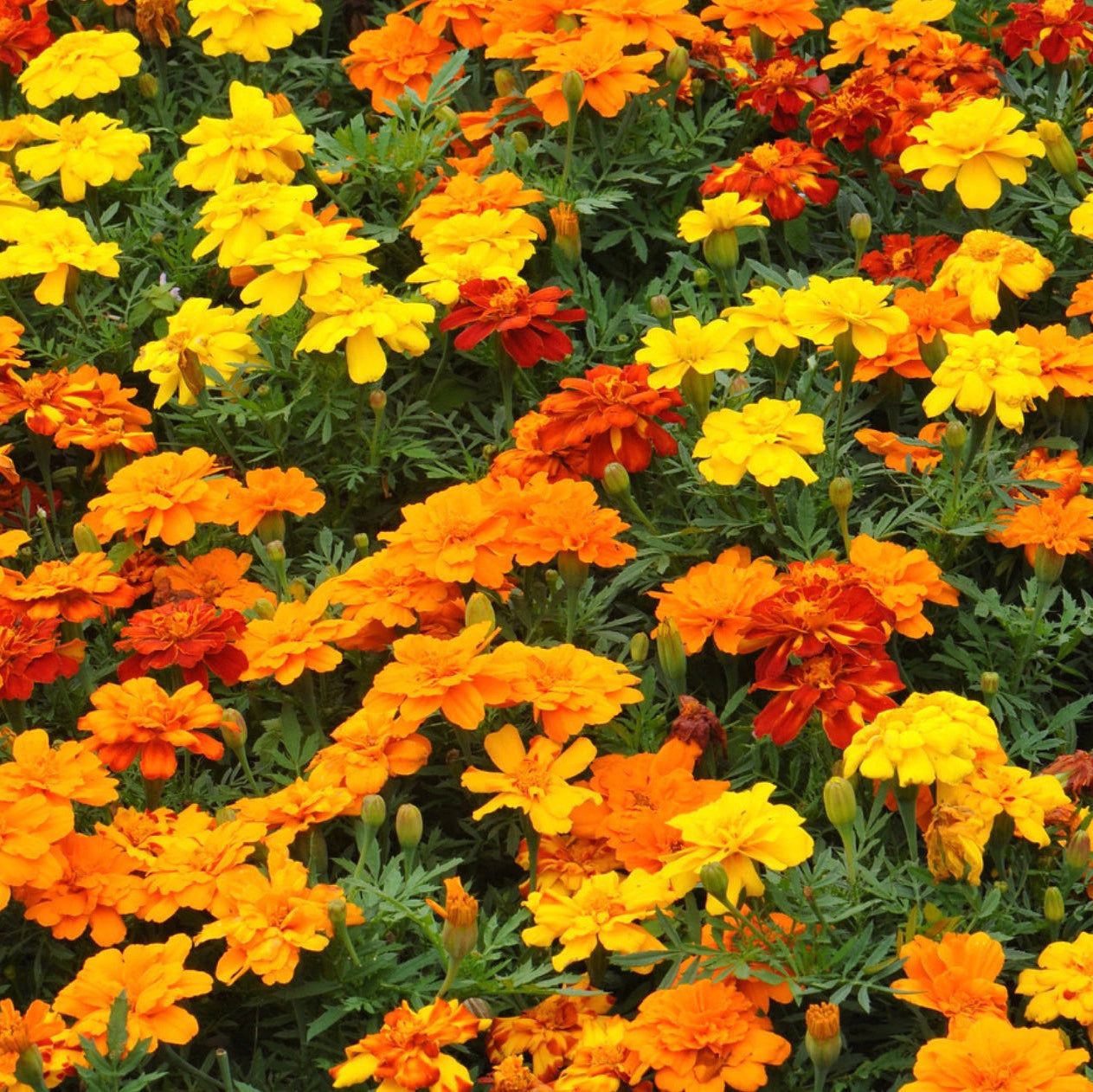 Brocade Marigold flowers with rich shades of gold, red, and mahogany in bloom.