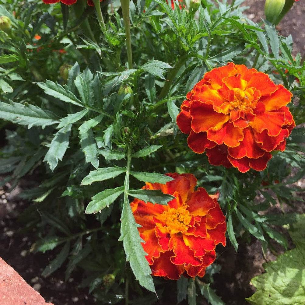 Brocade Marigold flowers with rich gold, red, and mahogany bi-colored blooms in garden setting.
