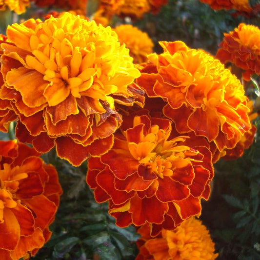 Brocade Marigold flowers in vibrant gold, red, and mahogany shades.