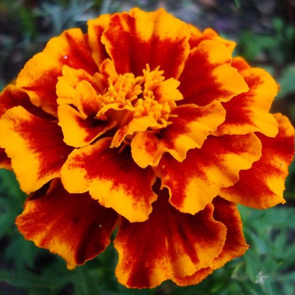 Brocade Marigold flower with rich gold and red bi-colored petals.