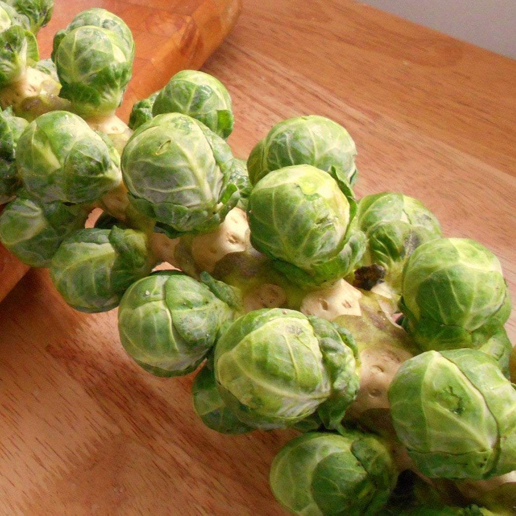 Brussels sprouts Long Island Improved heirloom plant with compact stature and dense green sprouts on central stem