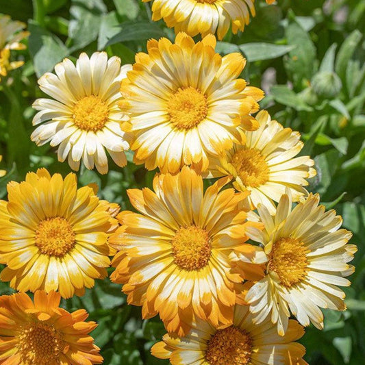 Calendula Oopsy Daisy flowers in yellow, orange, and cream shades.