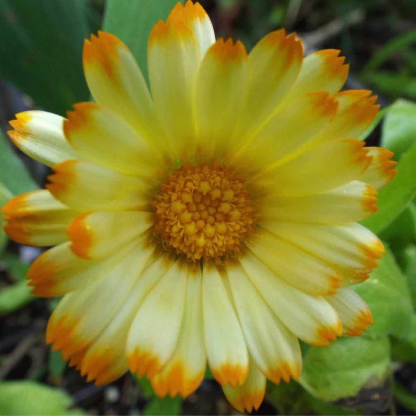 Calendula Oopsy Daisy flower with yellow petals and orange tips.