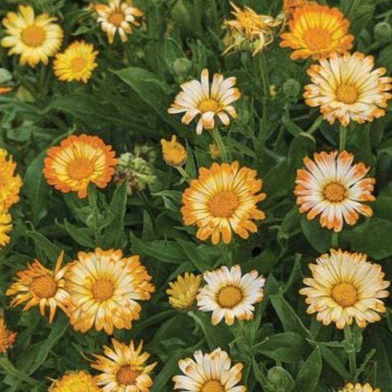Calendula Oopsy Daisy flowers with yellow, orange, and cream blooms in a garden setting.