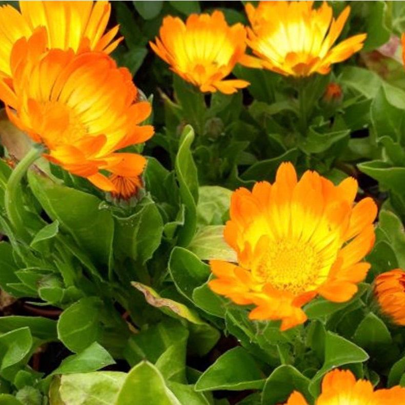 Calendula Oopsy Daisy flowers with vibrant orange and yellow semi-double blooms in a garden setting.