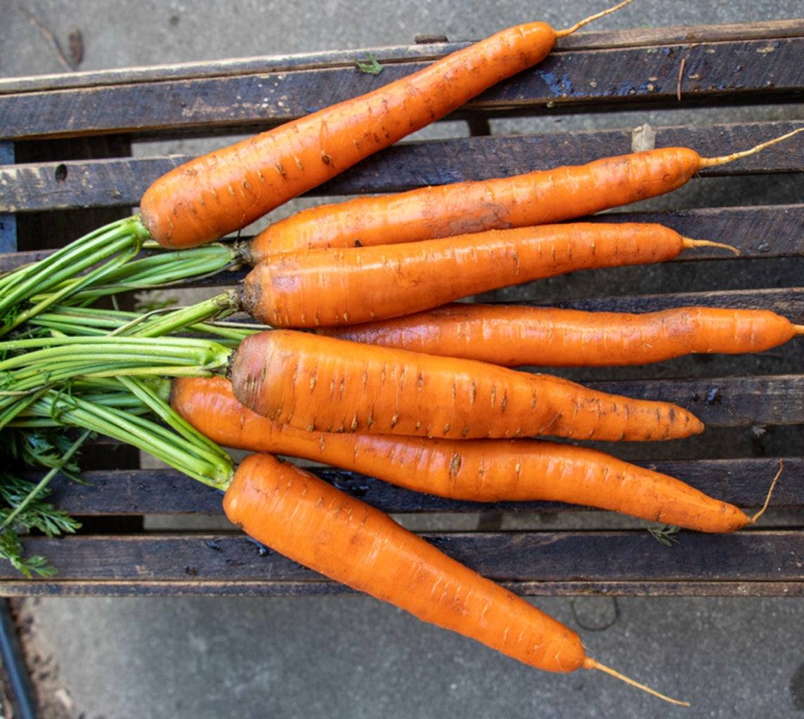 Calindor Carrot Seeds – High-yield, non-treated carrots on a wooden bench.