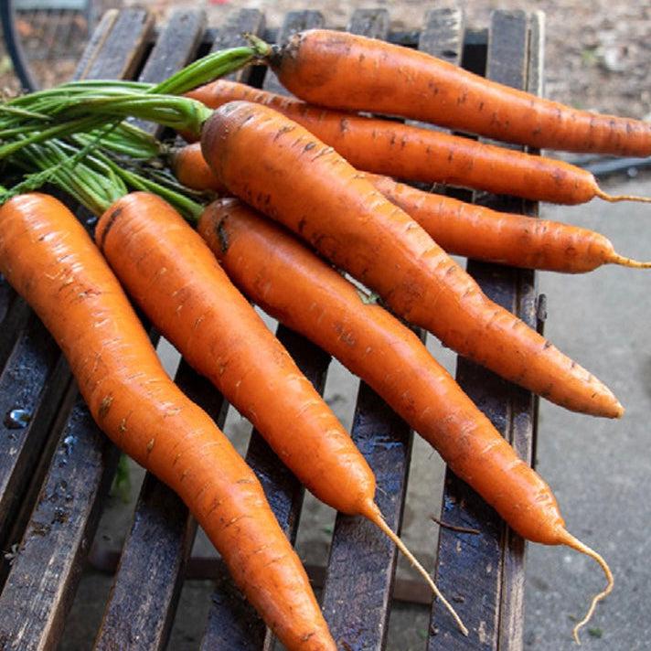 Calindor Carrot Seeds - high-yield, sweet, crisp, organic, non-GMO, ideal for home gardens.