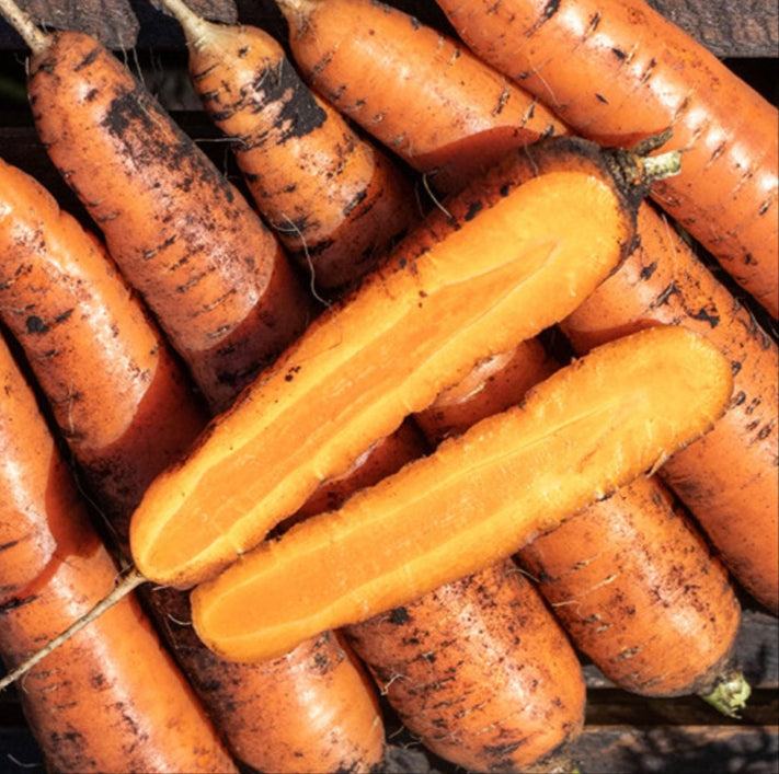 Calindor Carrot Seeds for high-yield, non-treated, sweet carrots.