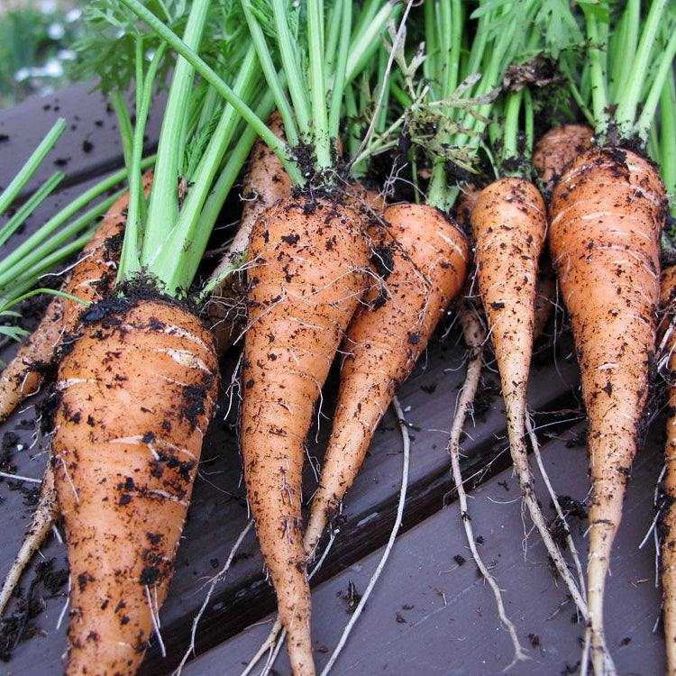 Bright orange Carrot Scarlet Nantes with crisp, sweet flesh ready for harvest