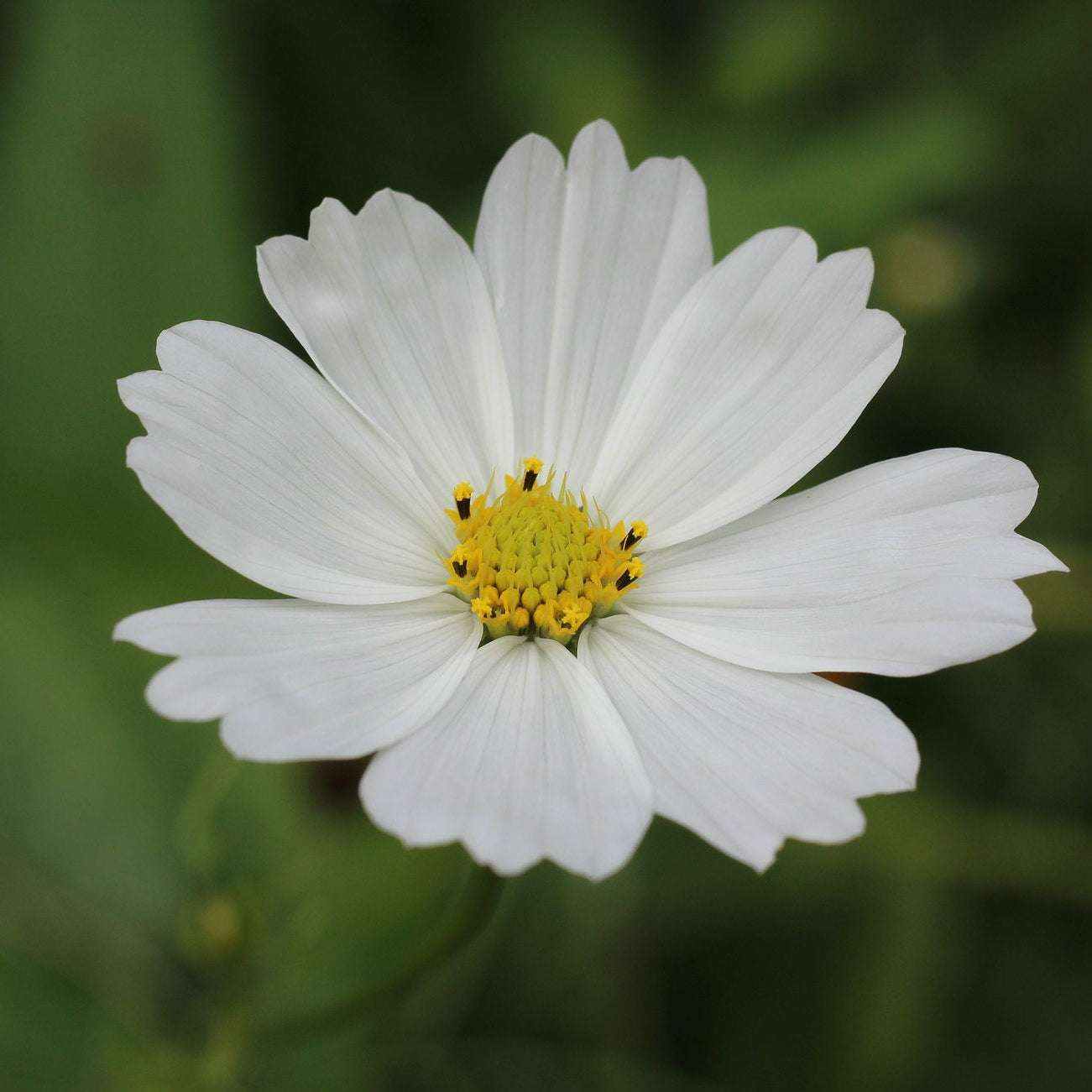 Cosmos ‘Purity’ in full bloom, showing feathery green foliage and tall white blossoms.