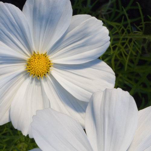 Cosmos ‘Purity’ in full bloom, showing feathery green foliage and tall white blossoms.