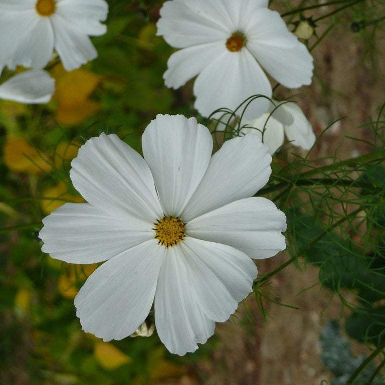 Cosmos ‘Purity’ in full bloom, showing feathery green foliage and tall white blossoms.