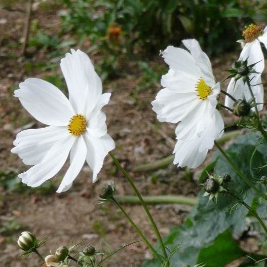 Cosmos ‘Purity’ in full bloom, showing feathery green foliage and tall white blossoms.