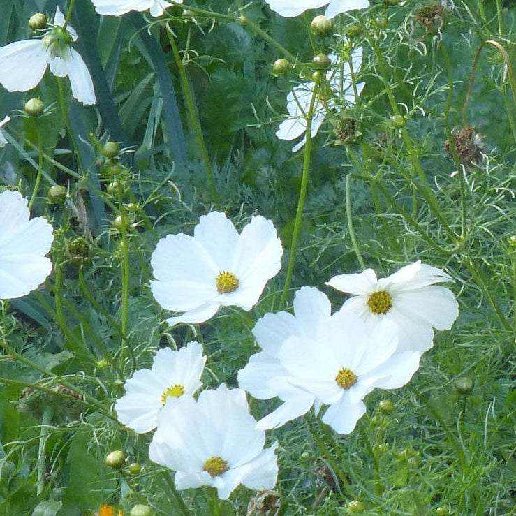 Cosmos ‘Purity’ in full bloom, showing feathery green foliage and tall white blossoms.