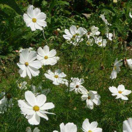 Cosmos ‘Purity’ in full bloom, showing feathery green foliage and tall white blossoms.