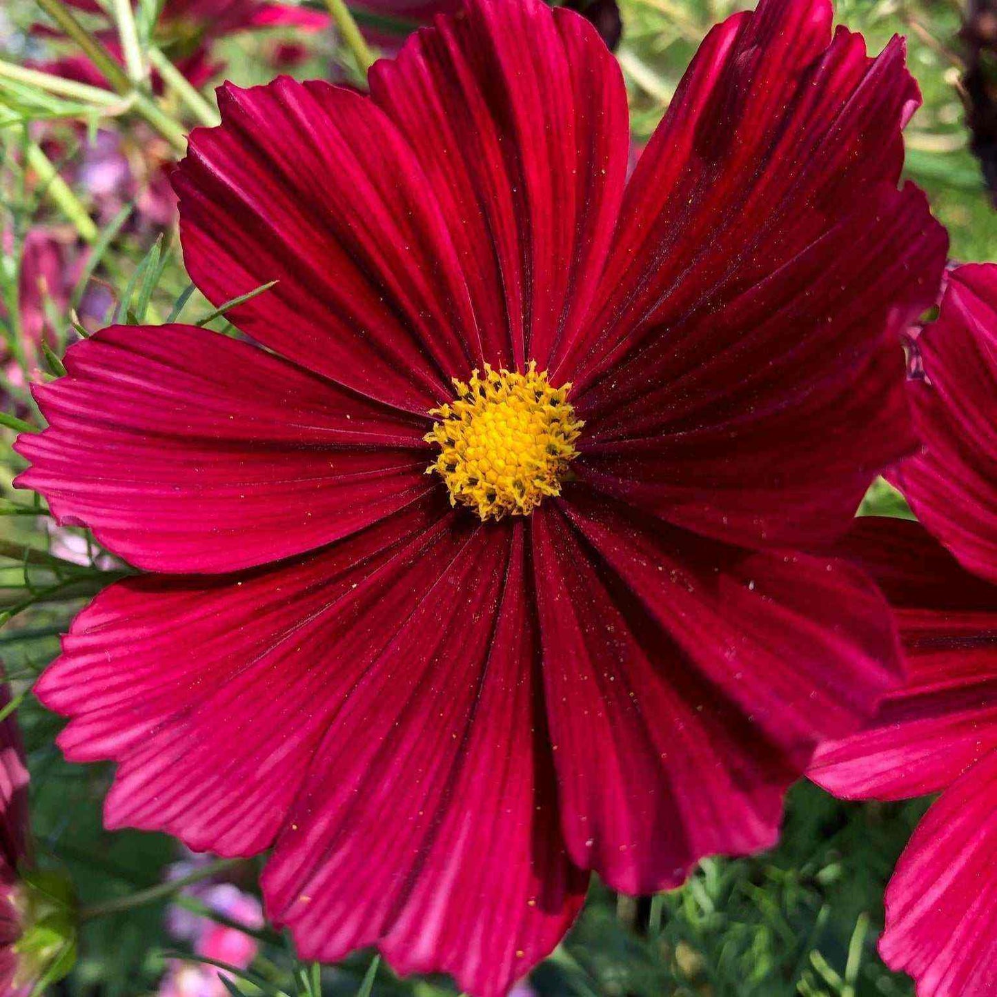 Close-up of a Cosmos ‘Rubenza’ flower with deep ruby-red petals and a golden center.