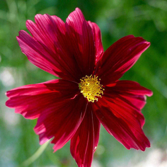 Close-up of a Cosmos ‘Rubenza’ flower with deep ruby-red petals and a golden center
