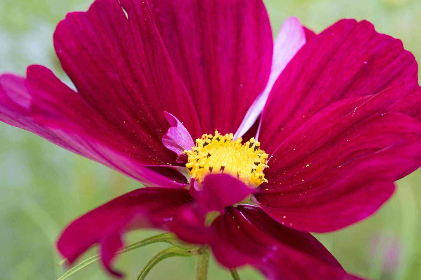 Close-up of a Cosmos ‘Rubenza’ flower with deep ruby-red petals and a golden center