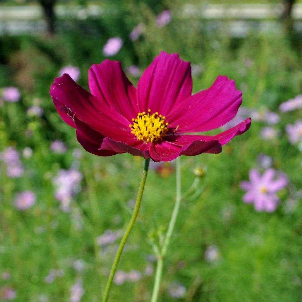 Close-up of a Cosmos ‘Rubenza’ flower with deep ruby-red petals and a golden center