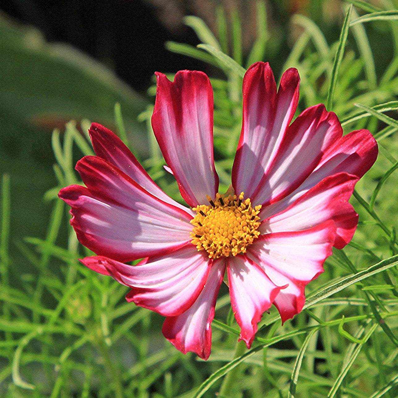 Cosmos Velouette flower with deep red petals and white streaks.