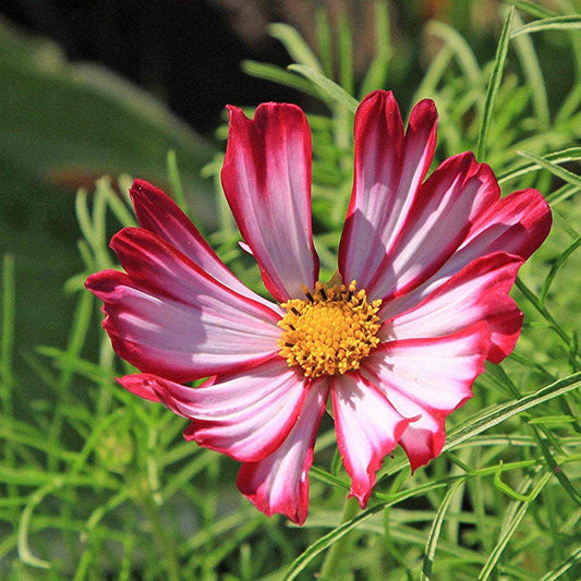 Cosmos Velouette flower with deep red petals and white streaks.
