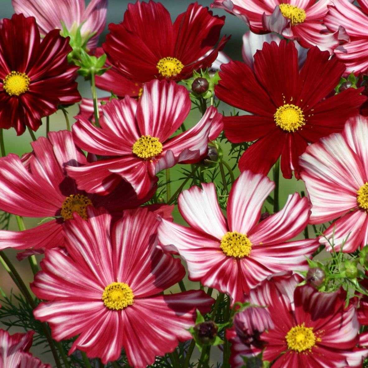 Cosmos Velouette flowers with deep red and white streaked petals in a garden setting.