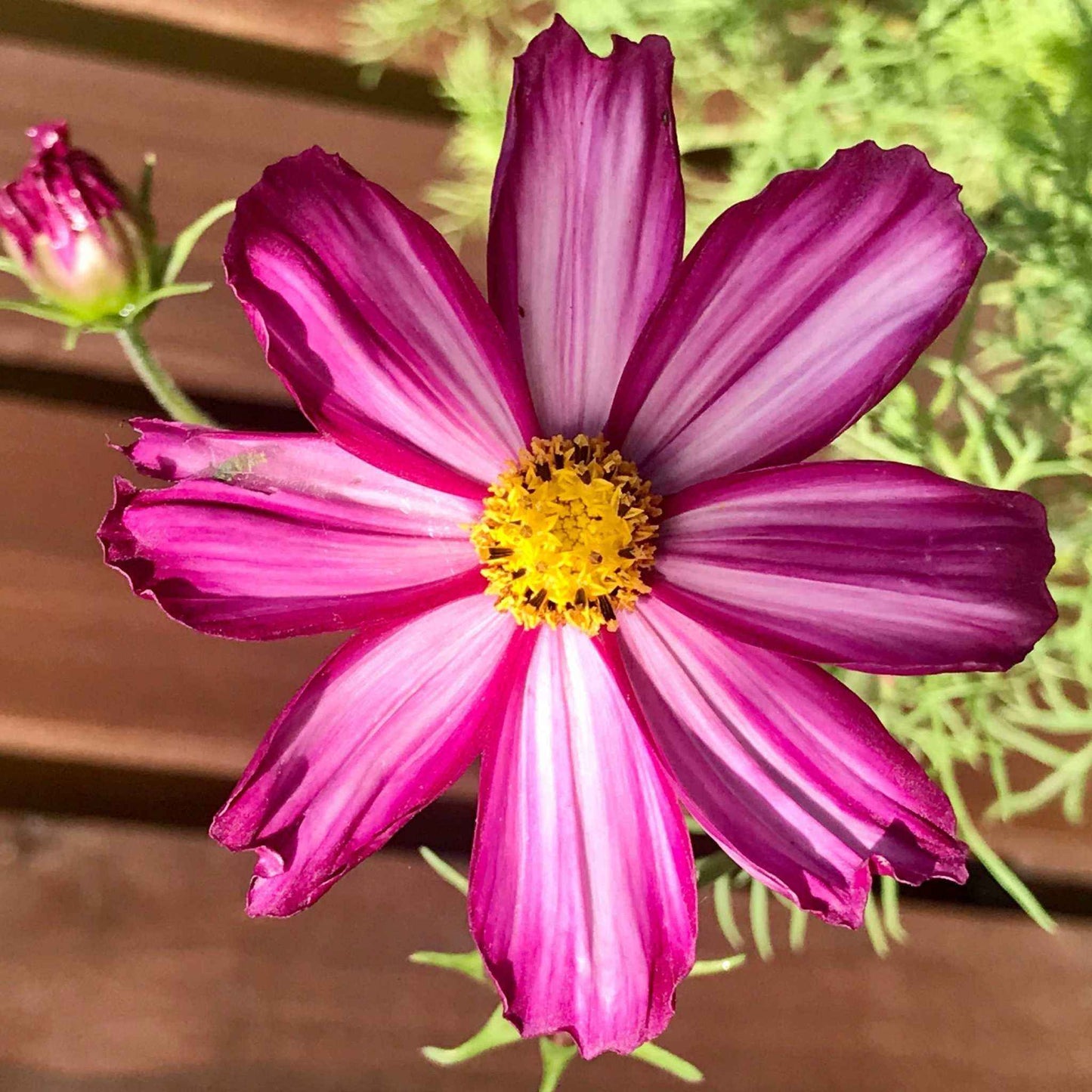 Cosmos Velouette flower with deep red petals streaked with white, perfect for attracting pollinators and cutting gardens.