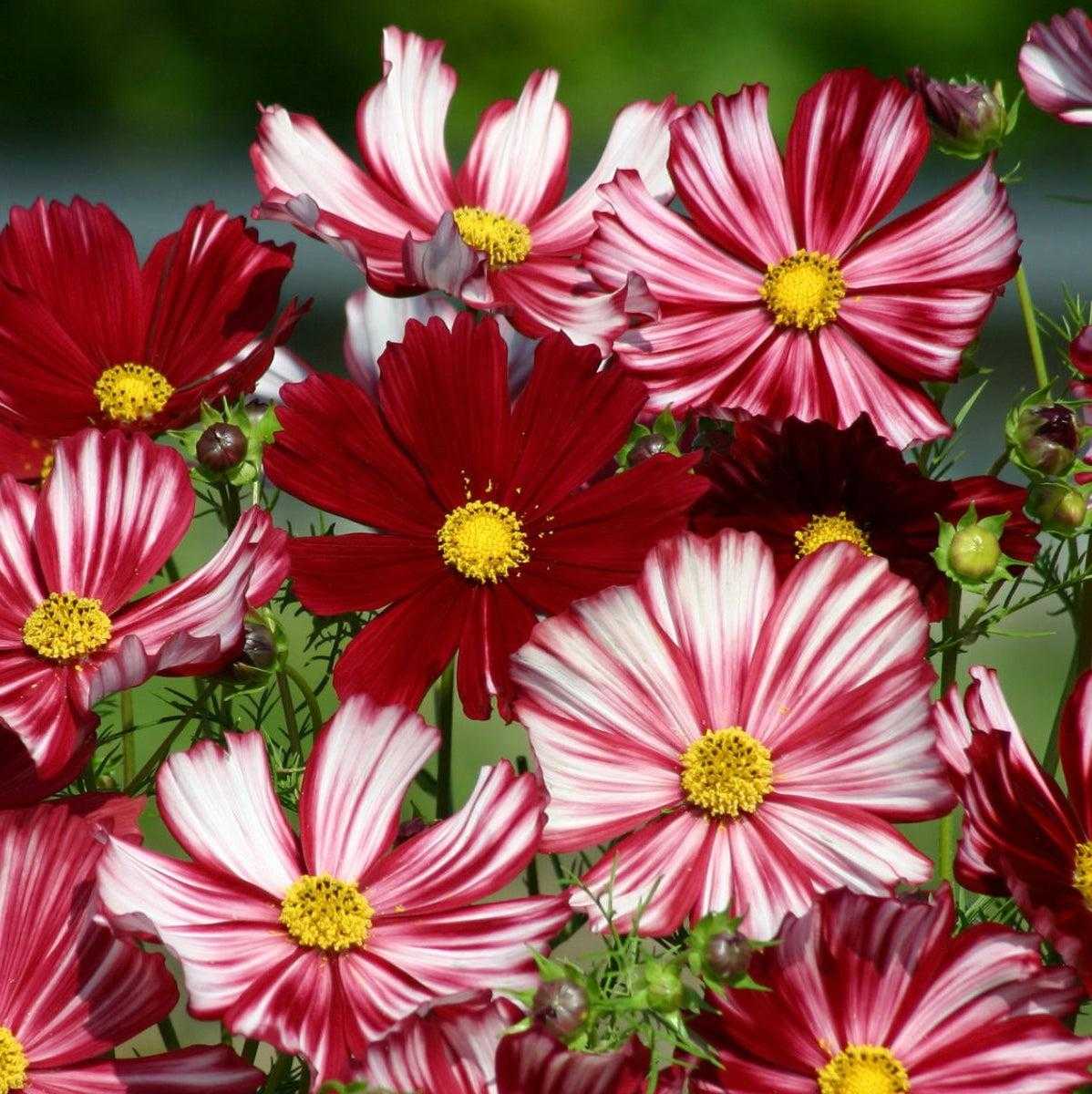 Cosmos Velouette flowers with deep red petals streaked with white, ideal for gardens and bouquets.