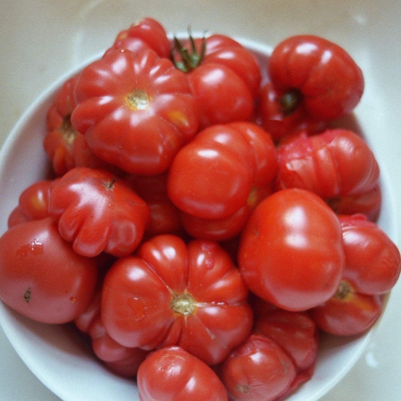 White bowl filled with red tomatoes on a white background Costoluto Genovese Tomato – Heirloom, Non-Treated, NON-GMO MatchesSeeds