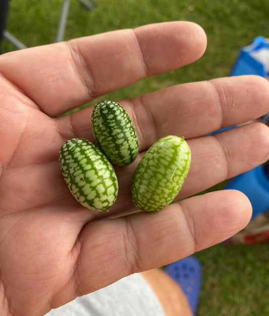 Cucamelon fruits held in hand, resembling tiny watermelons with a refreshing cucumber-citrus flavor.