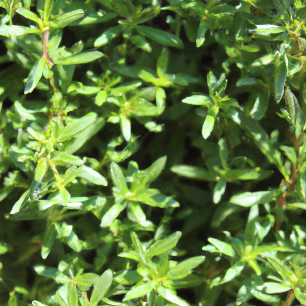 Summer Savory plant with aromatic green foliage ideal for cooking and gardening.