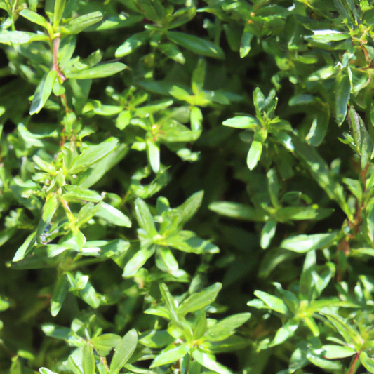 Summer Savory plant with aromatic green foliage ideal for cooking and gardening.