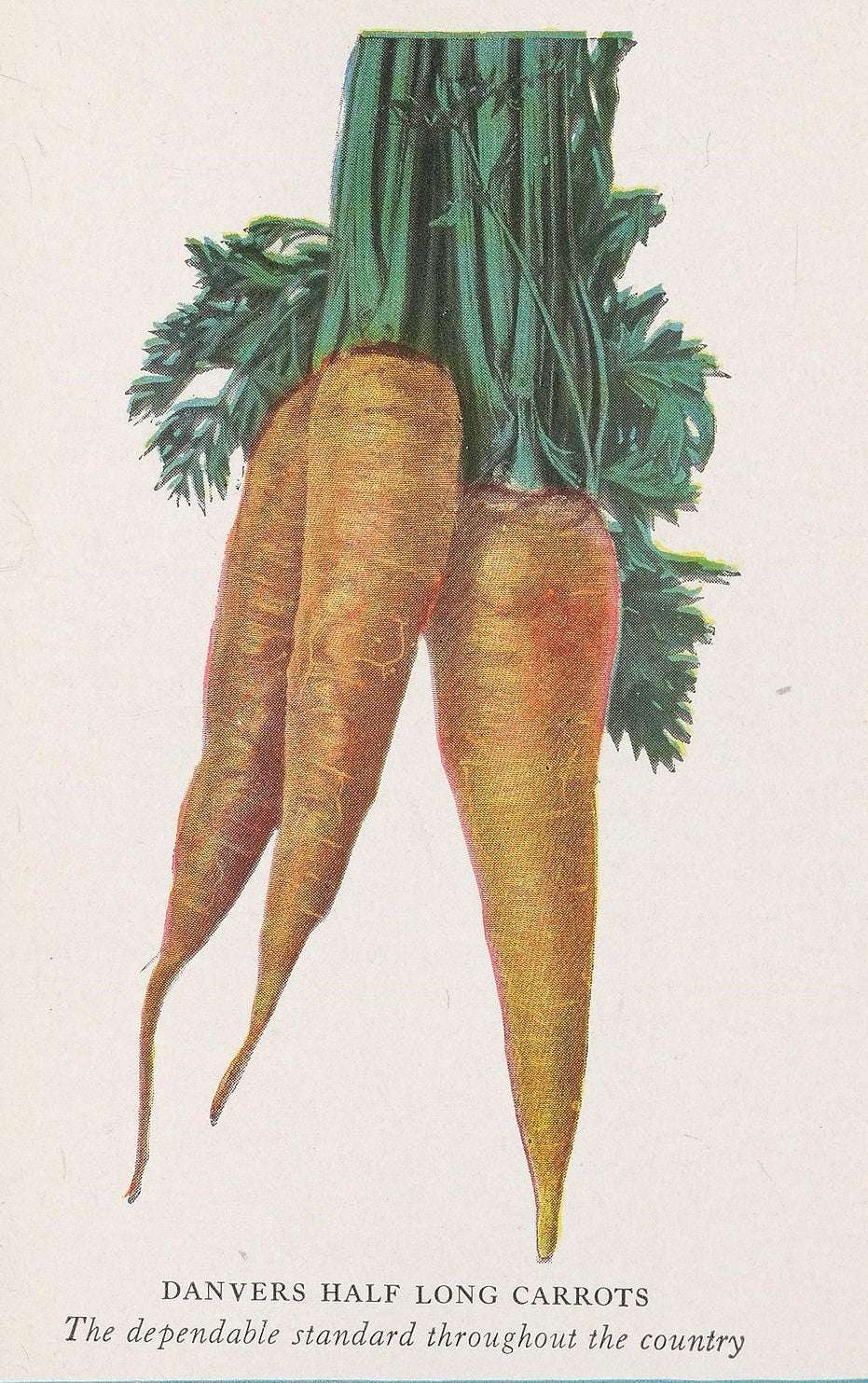 Danvers Half Long carrot with deep orange roots and green tops growing in soil, heirloom variety known for tough soil adaptability and sweet, crunchy taste