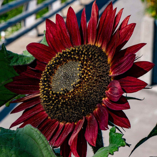 Deep red Velvet Queen sunflower with dark center and green leaves.