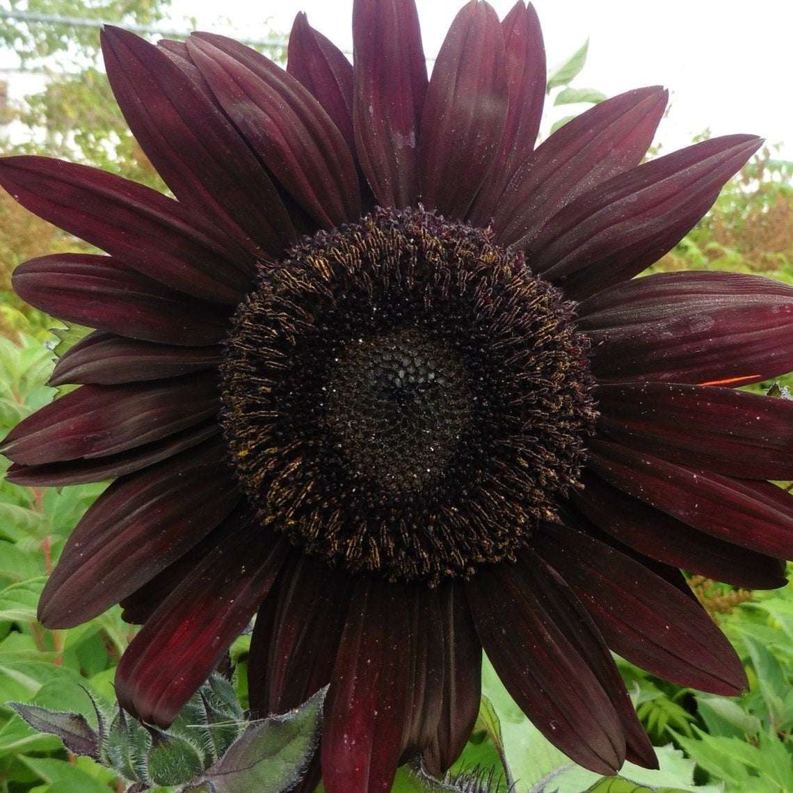 Sunflower Velvet Queen with deep red petals and dark center.