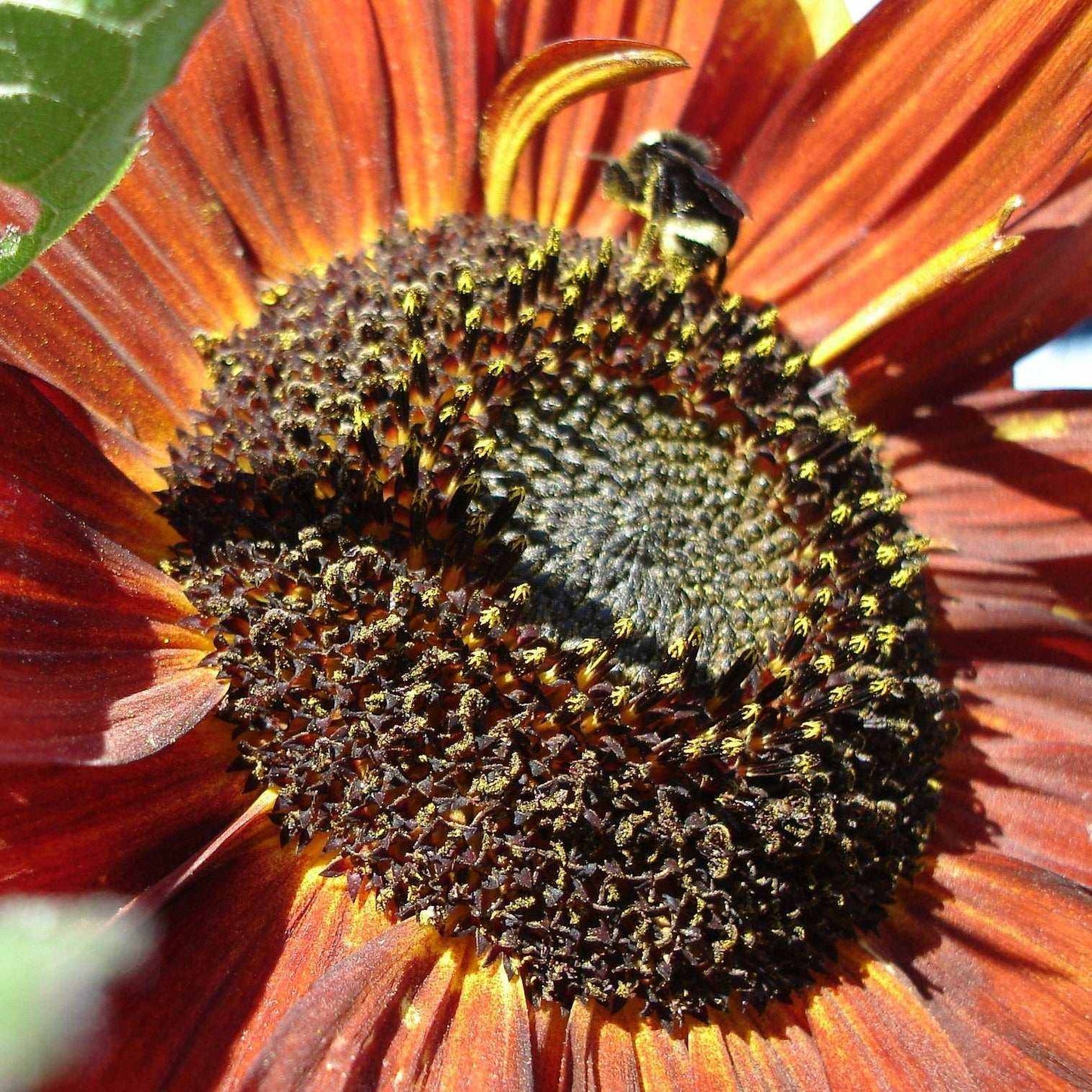 Sunflower Velvet Queen with deep red petals and dark center in garden.