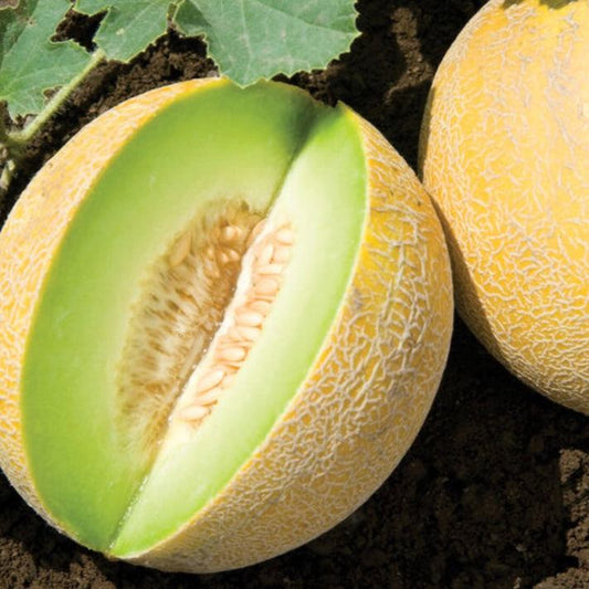 Diplomat Early HoneyDew Melons - Sweet Success in Your Garden