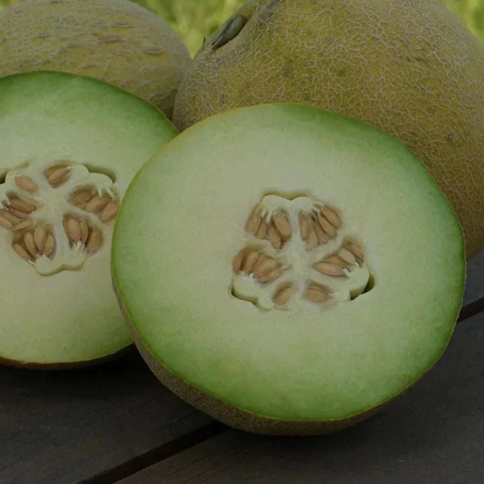 Diplomat Early HoneyDew Melons - Sweet Success in Your Garden