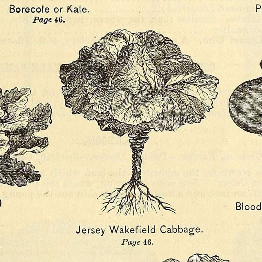 Illustration of a Jersey Wakefield Cabbage from a vintage gardening book. Early Jersey Wakefield Cabbage Heirloom Matches Seeds MatchesSeeds