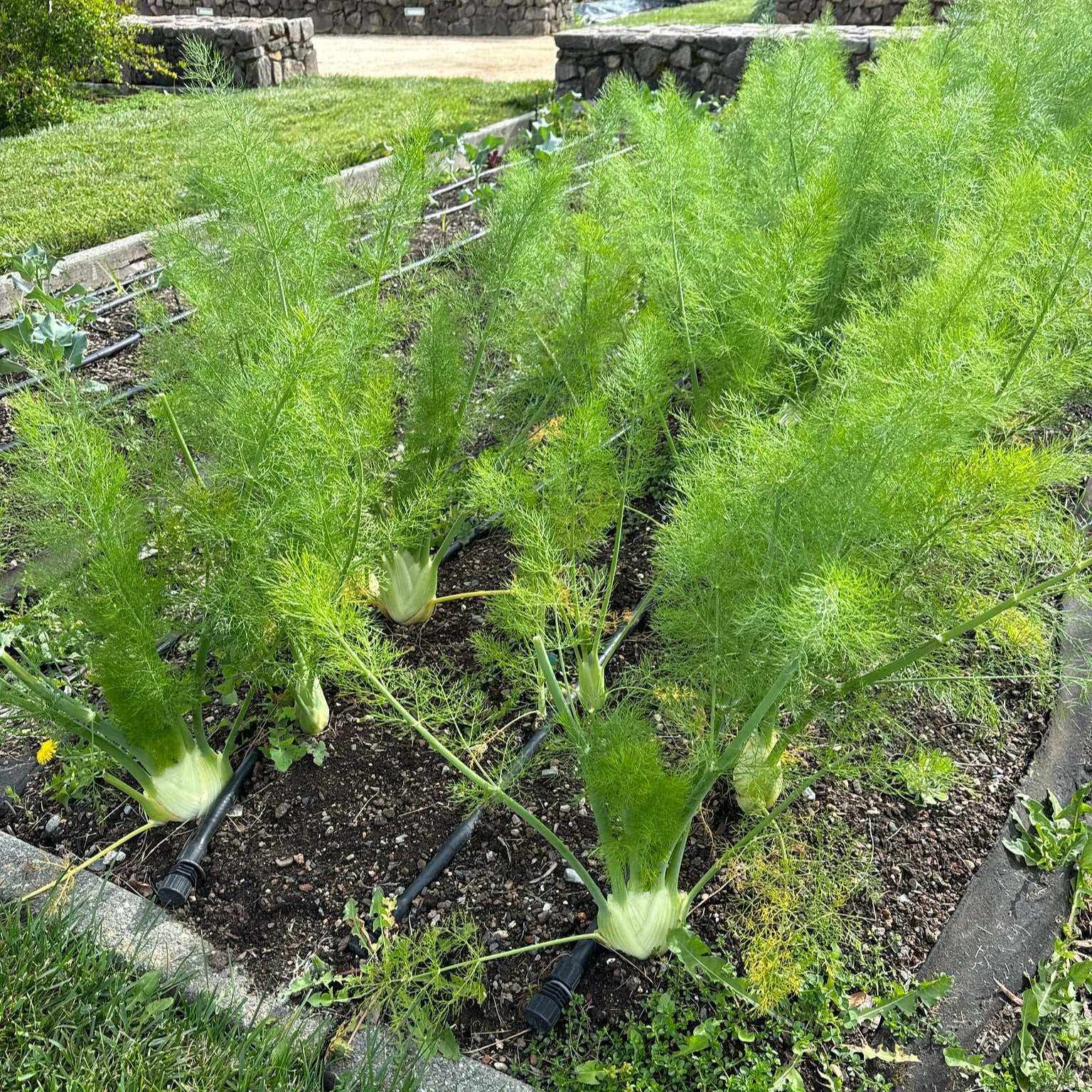 Florence Fennel plants growing in garden with feathery fronds and bulbs, ideal for salads and roasting.