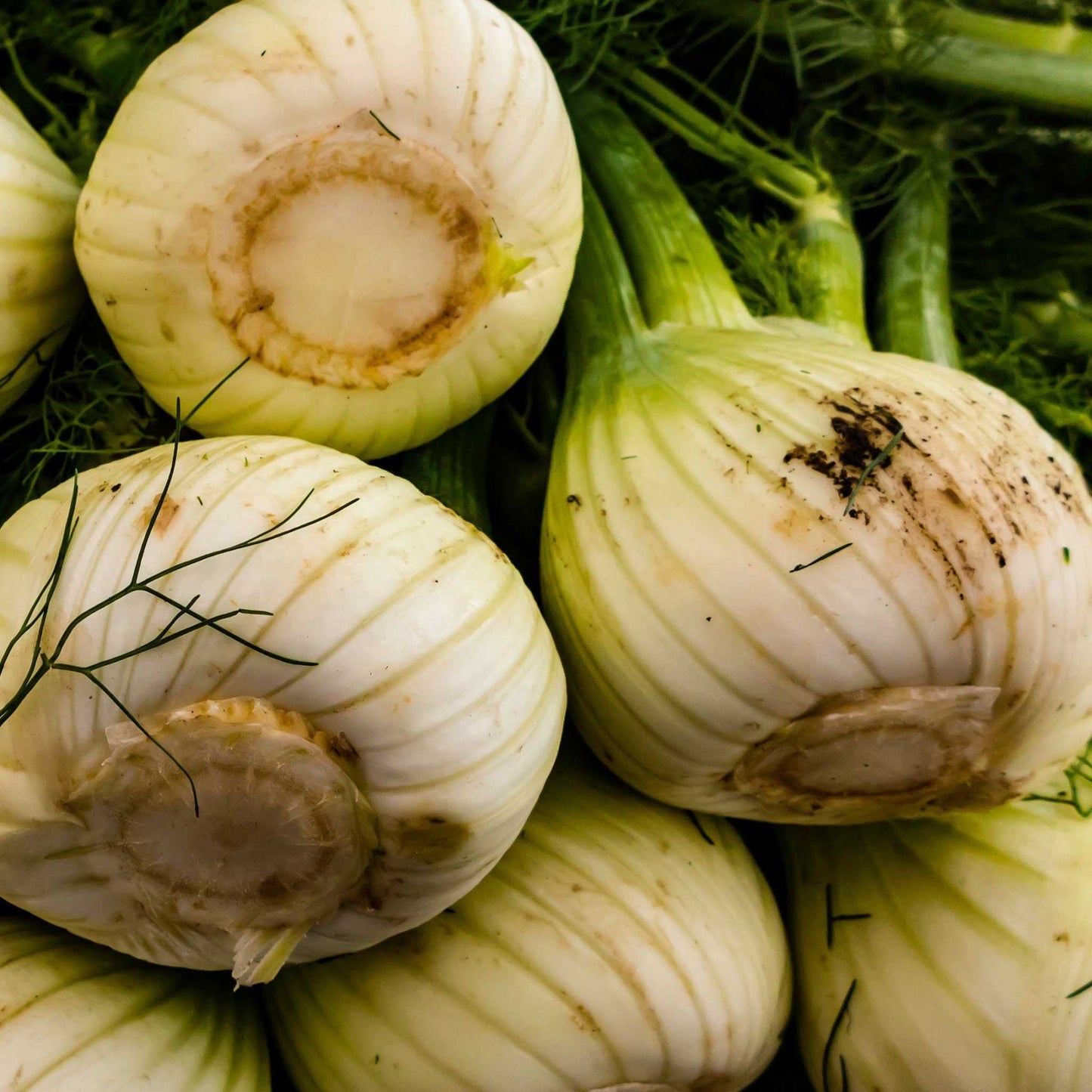 Heirloom Florence Fennel bulbs with feathery fronds, ideal for gourmet gardening and Mediterranean dishes.