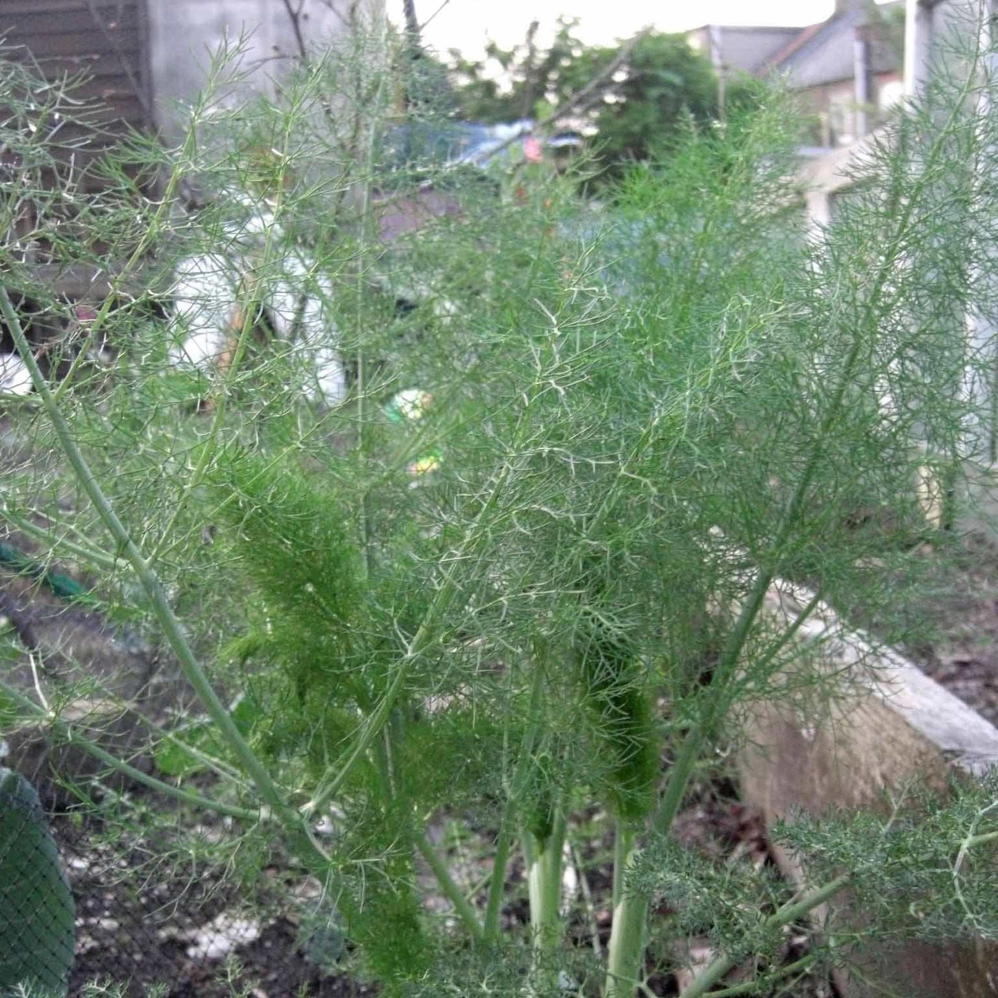 Florence Fennel plant with feathery green fronds growing in a garden.