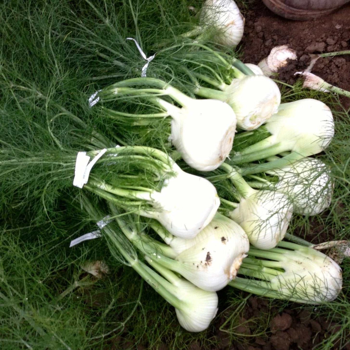 Florence Fennel Seeds Heirloom in garden soil with crisp aromatic bulbs and feathery fronds.