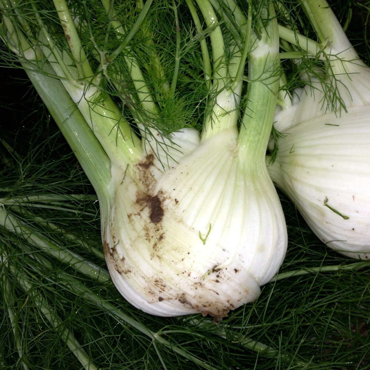 Heirloom Florence Fennel Seeds with aromatic bulbs and feathery fronds, ideal for gourmet gardens.